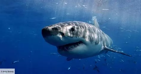 L’Europe à l’âge des prédateurs